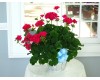 Geranium 8 Inch